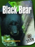 Black Bear